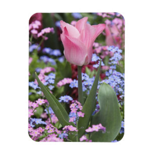 Íman Uma tulipa nos Jardins de Luxemburgo, Paris, Franç