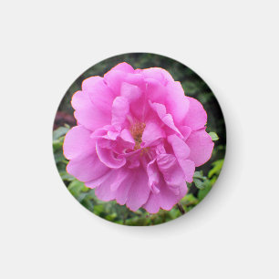 Íman Uma Única Flor Rosa