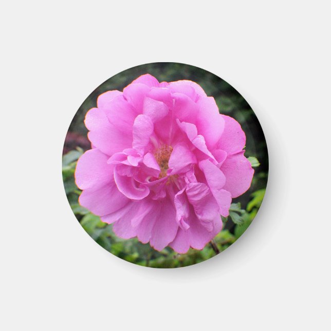 Íman Uma Única Flor Rosa (Frente)