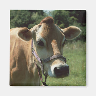 Íman Uma Vaca Brown Jersey Na Imã de geladeira De Verão