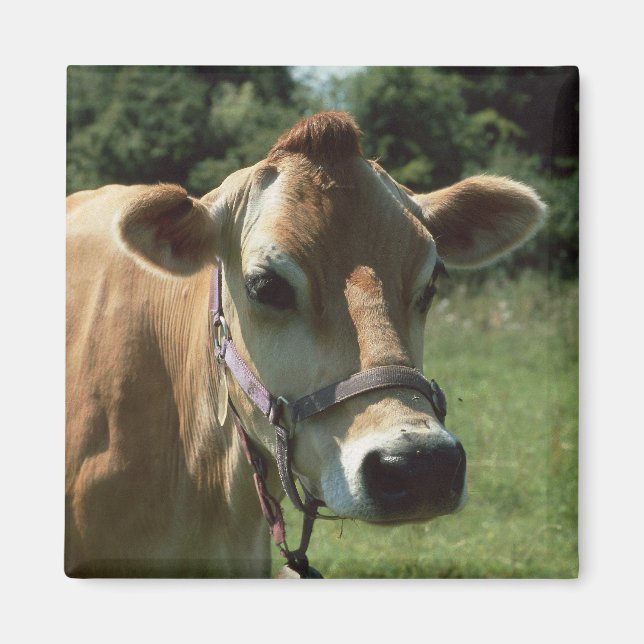 Íman Uma Vaca Brown Jersey Na Imã de geladeira De Verão (Frente)