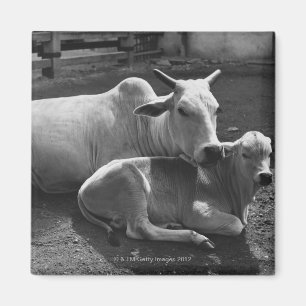Íman Uma vaca indiana e sua vitela que encontram-se em