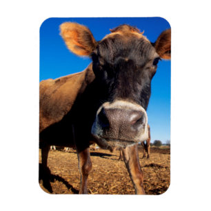 Íman Uma vaca Jersey curiosa