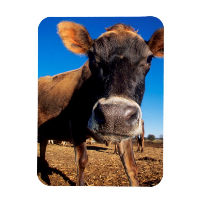 Íman Uma vaca Jersey curiosa (Vertical)