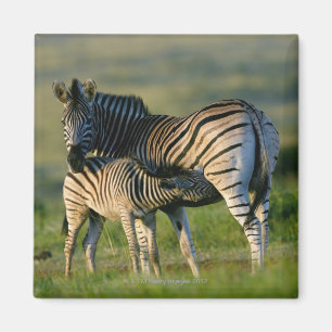 Íman Uma zebra das planícies que alimenta seu potro,