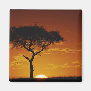 Íman Umbrella Thorn Acacia, Acacia tortilis