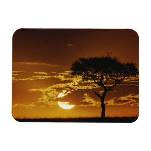 Íman Umbrella Thorn Acacia, Acacia tortilis