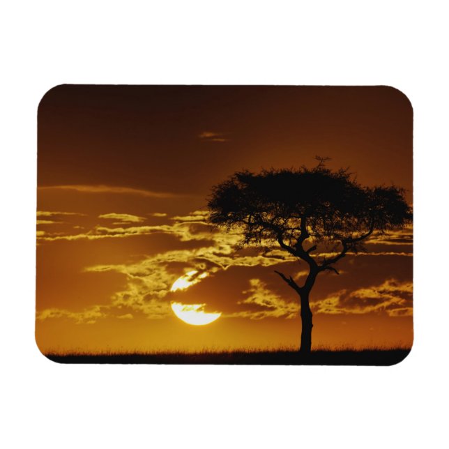 Íman Umbrella Thorn Acacia, Acacia tortilis (Horizontal)