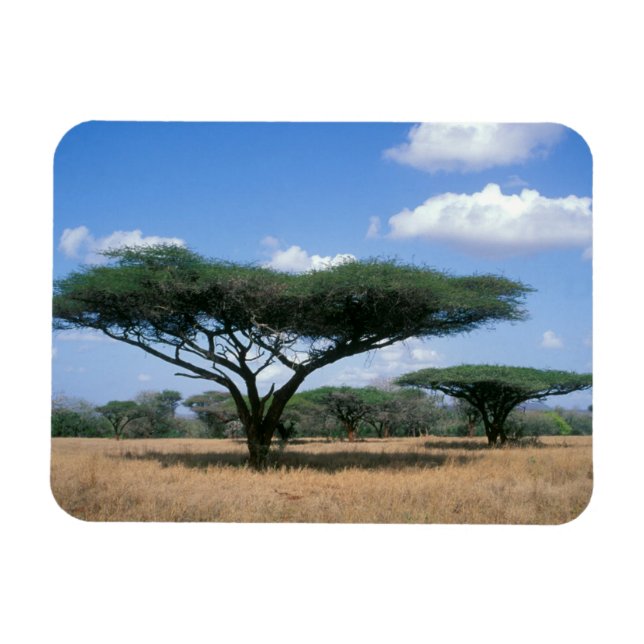 Íman Umbrella Thorn Acacia (Acacia tortilis), Mkuze (Horizontal)