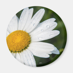 Íman Une margueritte, frente vertida