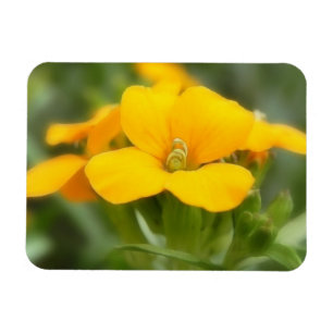 Íman Única flor - Wallflower