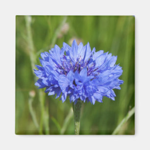 Íman Único Cornflower azul no prado inglês verde