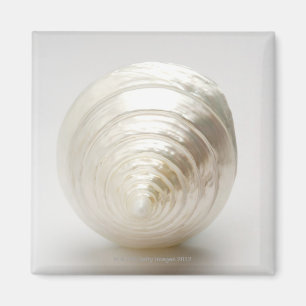Íman Único seashell espiral