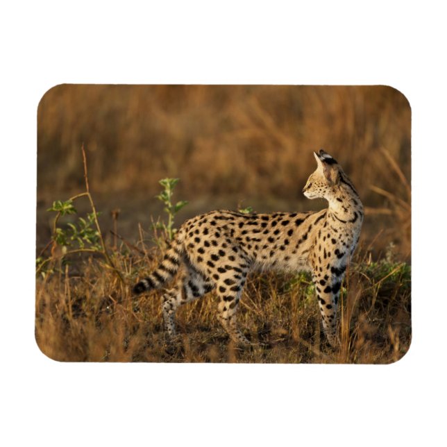 Íman Upper Mara, Masai Mara Game Reserve, Quênia, (Horizontal)