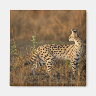 Íman Upper Mara, Reserva de Caça Masai Mara, Quênia,