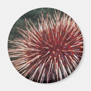 Íman Urchin gigante do mar vermelho - ímã