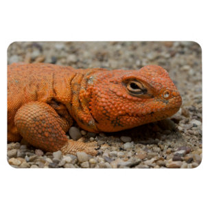 Íman Uromastyx geyri
