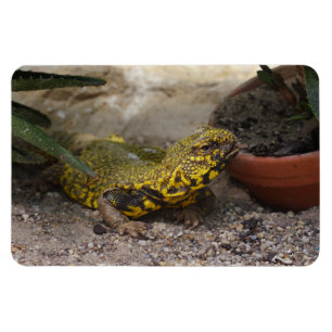 Íman Uromastyx geyri