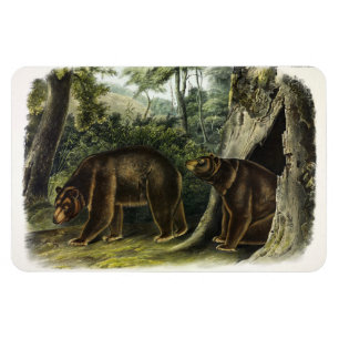 Íman Urso Cinamão dos Quadrupes de Audubon
