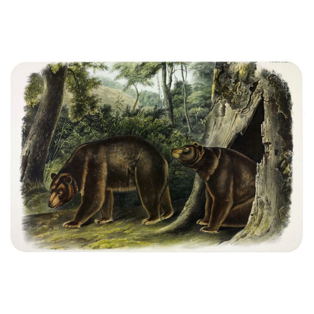 Íman Urso Cinamão dos Quadrupes de Audubon (Horizontal)