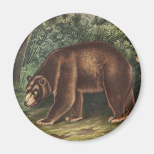 Íman Urso Cinamão (Ursus Americanus var. Canela)