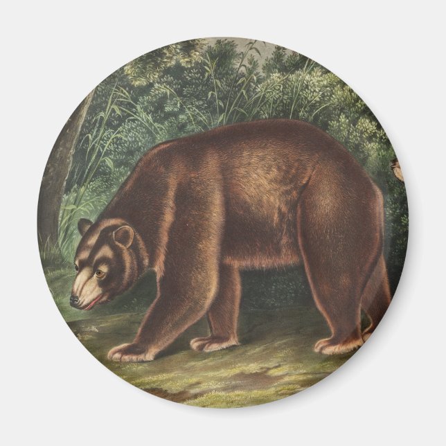 Íman Urso Cinamão (Ursus Americanus var. Canela) (Frente)