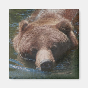 Íman Urso Cinzento