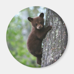 Íman Urso Cub de escalada