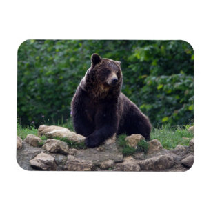 Íman Urso de Brown