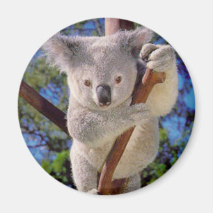 Íman Urso de Koala