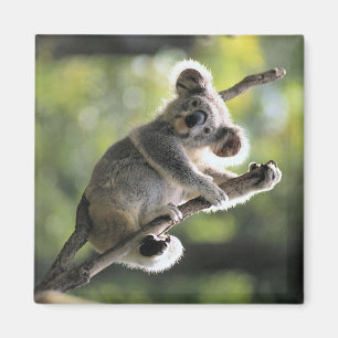 Íman Urso de Koala