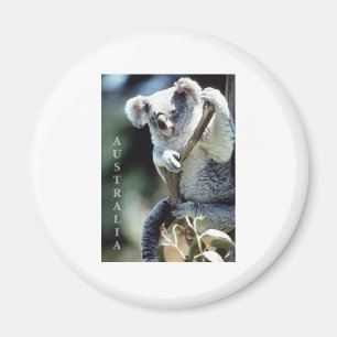 Íman Urso de Koala de Austrália