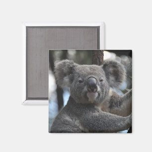 Íman Urso de Koala na árvore