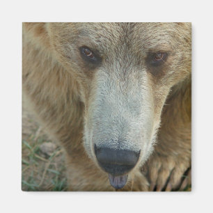 Íman Urso de Licença