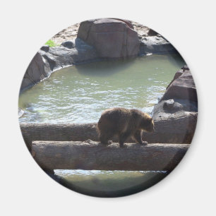 Íman Urso de urso