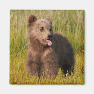 Íman Urso engraçado do bebê das imagens de Getty