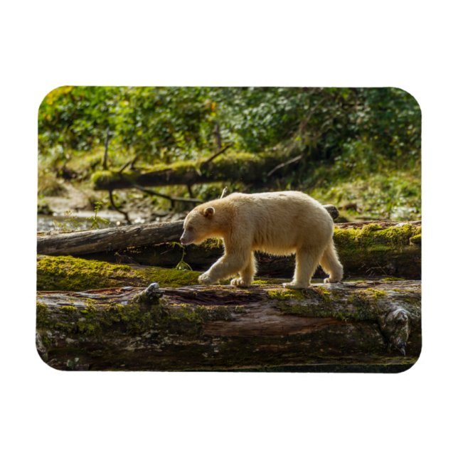 Íman Urso Espírito Branco Caça (Horizontal)