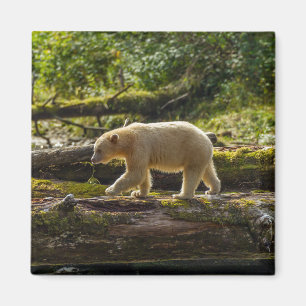 Íman Urso Espírito Branco Caça