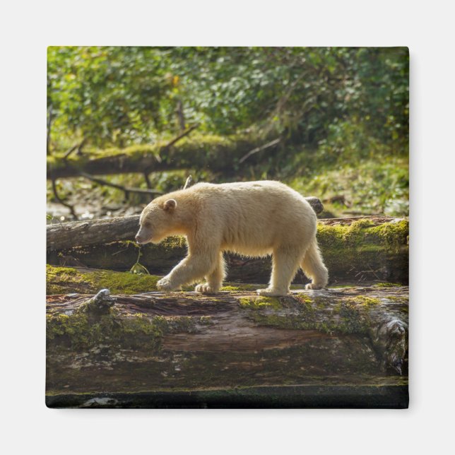 Íman Urso Espírito Branco Caça (Frente)