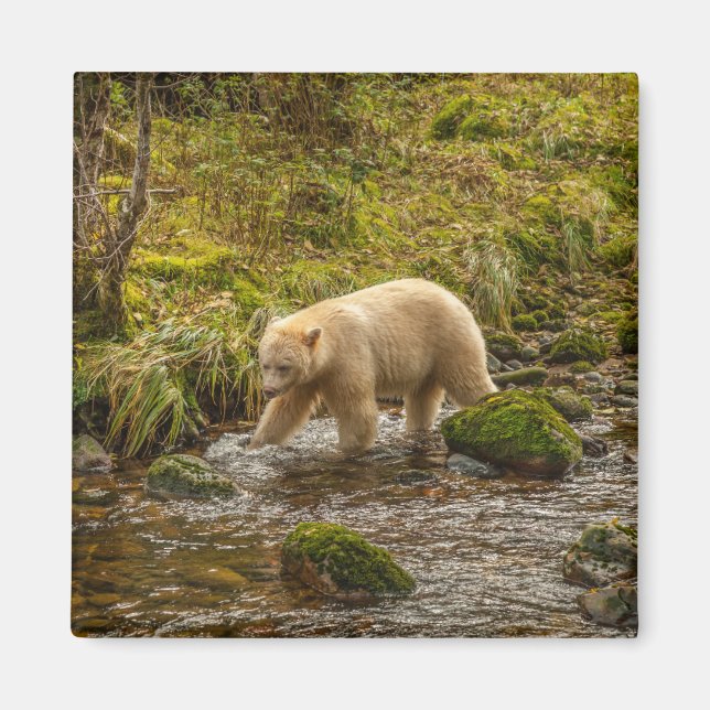 Íman Urso Espírito Branco caça peixes no Riordan Creek (Frente)