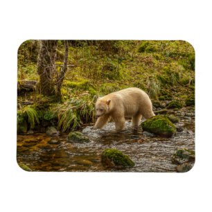 Íman Urso Espírito Branco caça peixes no Riordan Creek