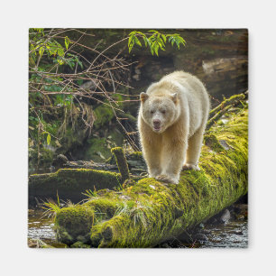 Íman Urso Espírito Branco Colúmbia Britânica, Canadá