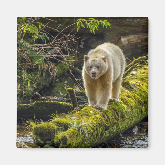 Íman Urso Espírito Branco | Colúmbia Britânica, Canadá (Frente)