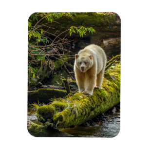 Íman Urso Espírito Branco Colúmbia Britânica, Canadá