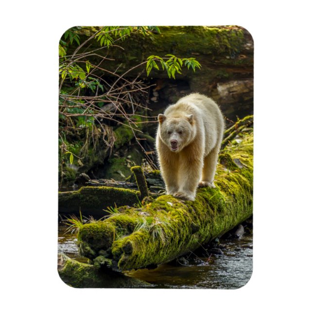 Íman Urso Espírito Branco | Colúmbia Britânica, Canadá (Vertical)