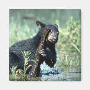Íman Urso-filhote preto no pântano do verão