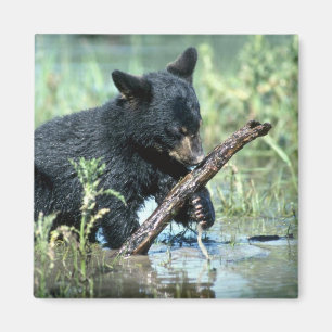 Íman Urso-filhote preto no pântano do verão