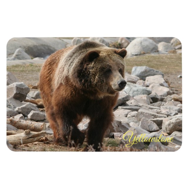 Íman Urso Grelha-Grelha-Magneta-Yellowstone (Horizontal)