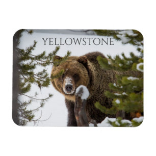 Íman Urso Grizzly em Neve, Parque Nacional Yellowstone