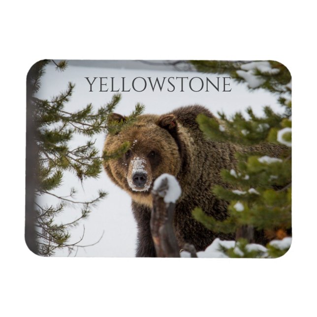 Íman Urso Grizzly em Neve, Parque Nacional Yellowstone (Horizontal)